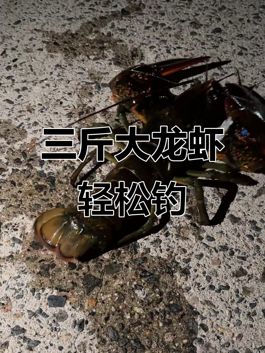 灯光钓鱿鱼技巧(灯光钓鱿鱼技巧图解) 灯光钓鱿鱼技巧(灯光钓鱿鱼技巧图解)