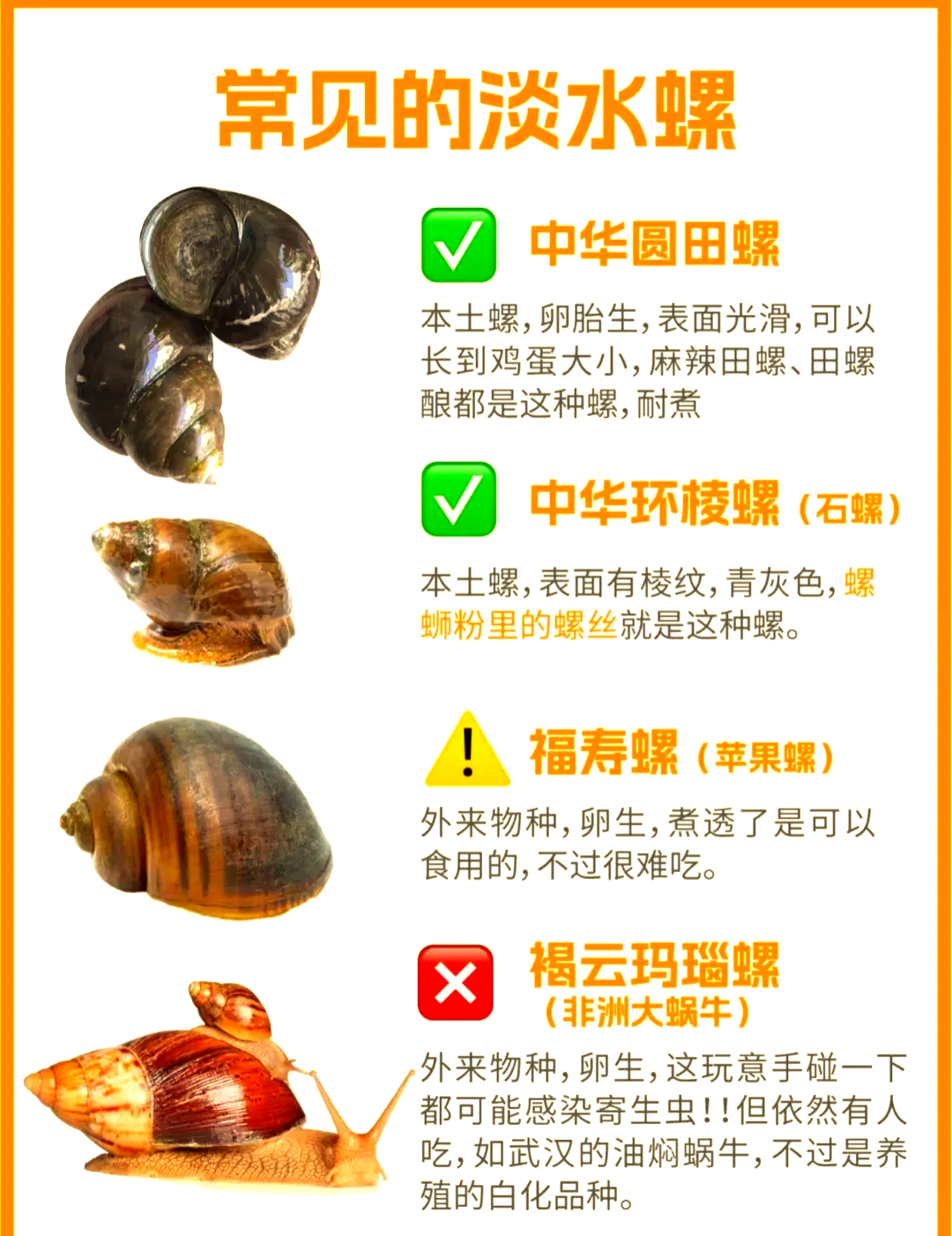 田螺如何做成饵料(田螺做饵能钓什么鱼) 田螺如何做成饵料(田螺做饵能钓什么鱼)