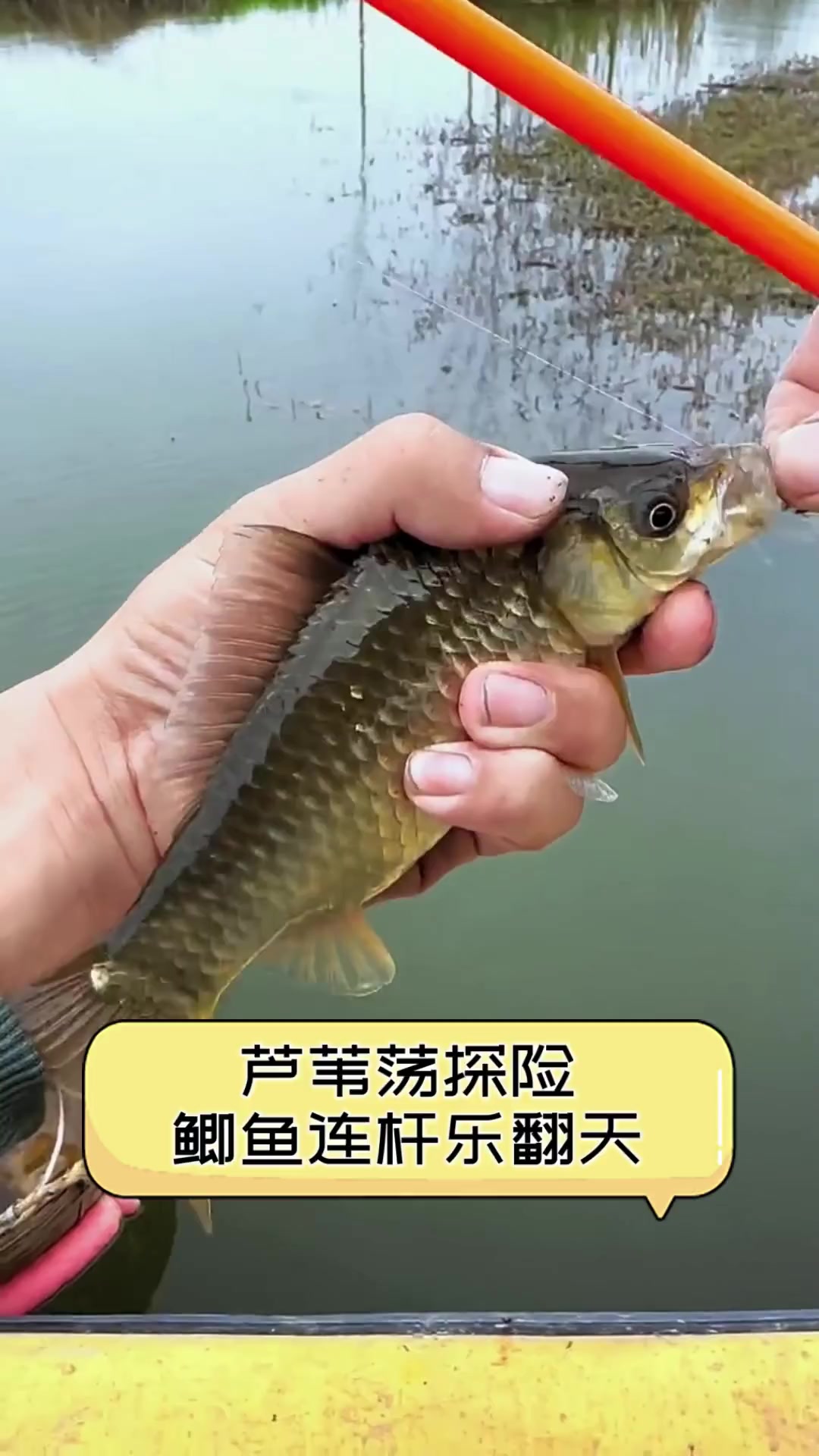 冬天芦苇荡钓鲫鱼技巧(冬季芦苇丛钓鲫鱼) 冬天芦苇荡钓鲫鱼技巧(冬季芦苇丛钓鲫鱼)