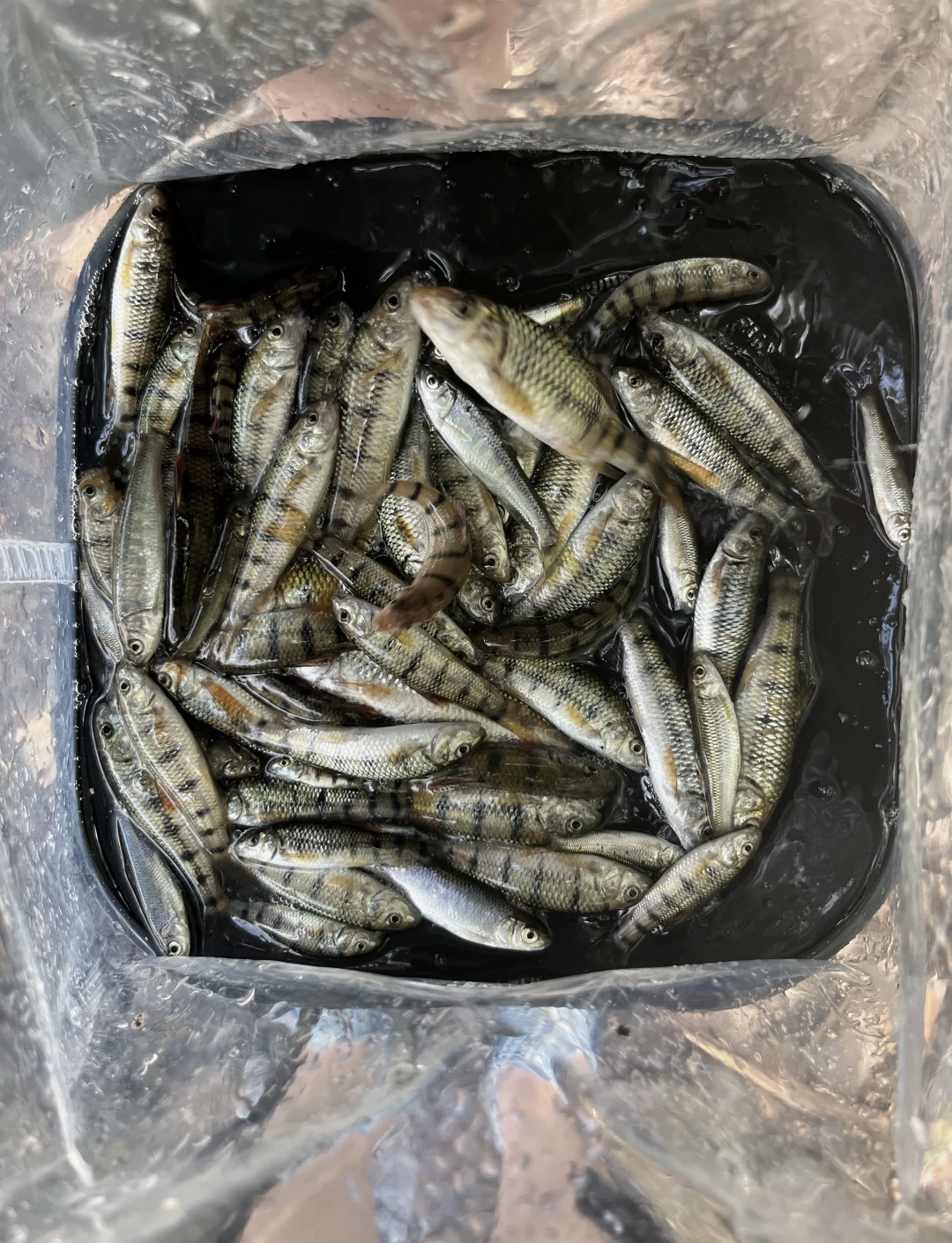 婺源县哪有钓鱼渔具(婺源县哪有钓鱼渔具卖的) 婺源县哪有钓鱼渔具(婺源县哪有钓鱼渔具卖的)