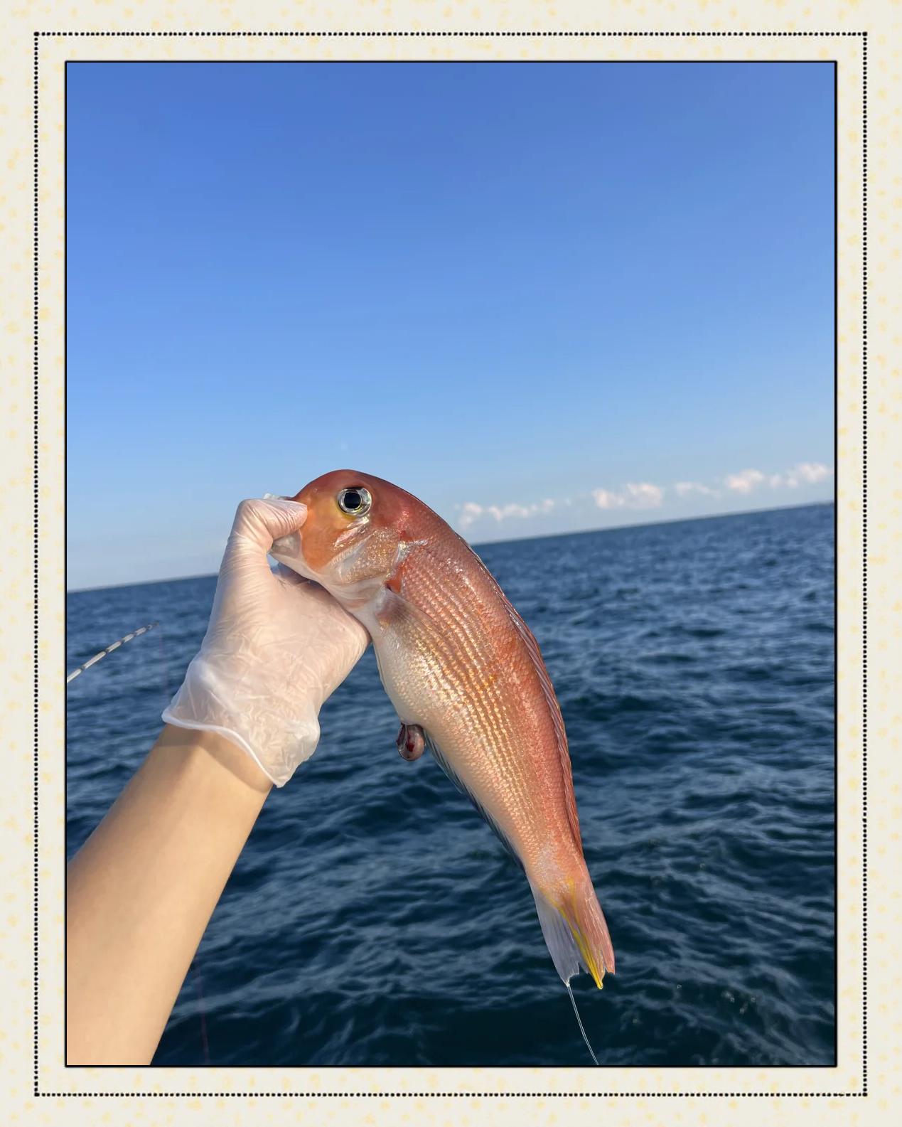 手提线海钓(海钓线怎么穿) 手提线海钓(海钓线怎么穿)