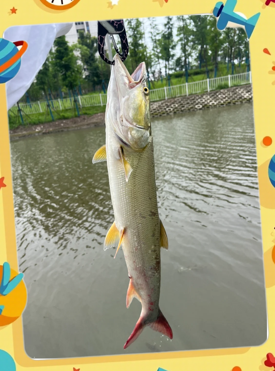 钓鳡魚技巧(鳡鱼钓多深最佳) 钓鳡魚技巧(鳡鱼钓多深最佳)