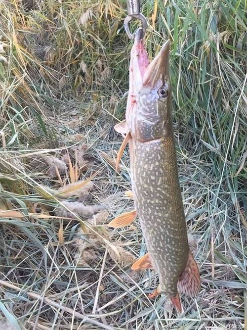 路亚狗鱼前导(路亚狗鱼用几号pe线合适) 路亚狗鱼前导(路亚狗鱼用几号pe线合适)