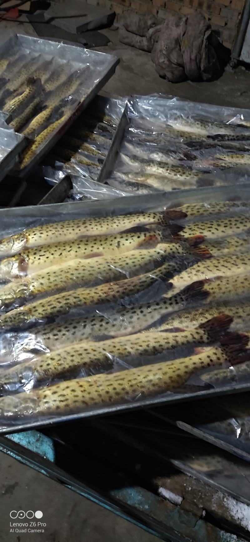 路亚狗鱼前导(路亚狗鱼用几号pe线合适) 路亚狗鱼前导(路亚狗鱼用几号pe线合适)