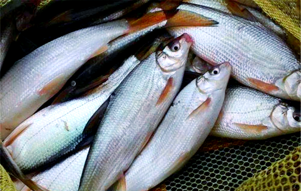 钓黄油鲚鱼技巧(钓黄尾鲴鱼的核心技巧) 钓黄油鲚鱼技巧(钓黄尾鲴鱼的核心技巧)