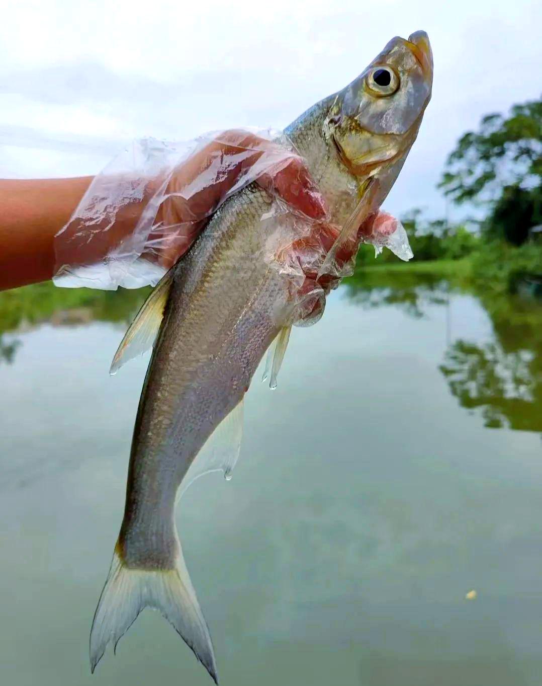 钓黄油鲚鱼技巧(钓黄尾鲴鱼的核心技巧) 钓黄油鲚鱼技巧(钓黄尾鲴鱼的核心技巧)