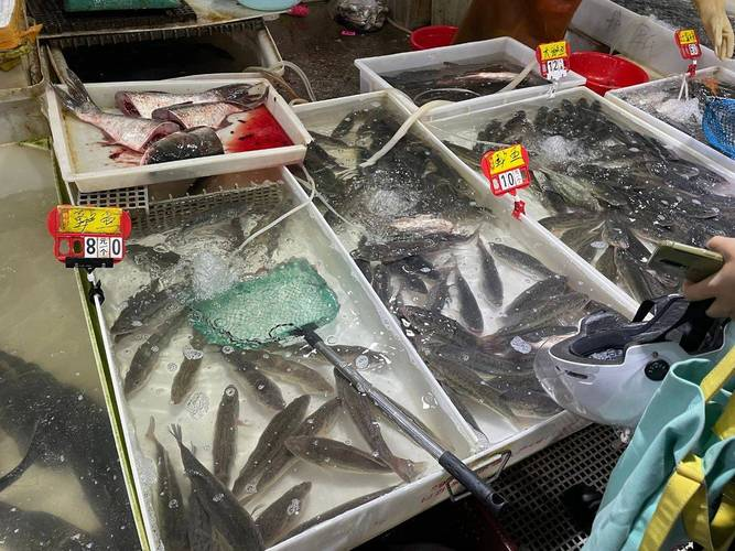 近几年渔具市场(近几年渔具市场行情) 近几年渔具市场(近几年渔具市场行情)