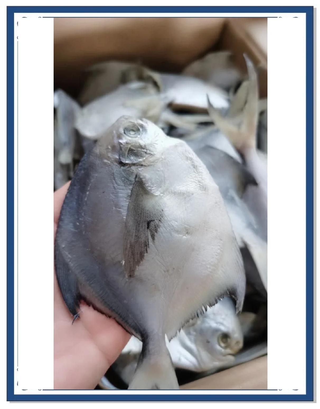 白鲳怎么路亚(路亚白鲳鱼用什么饵好钓) 白鲳怎么路亚(路亚白鲳鱼用什么饵好钓)