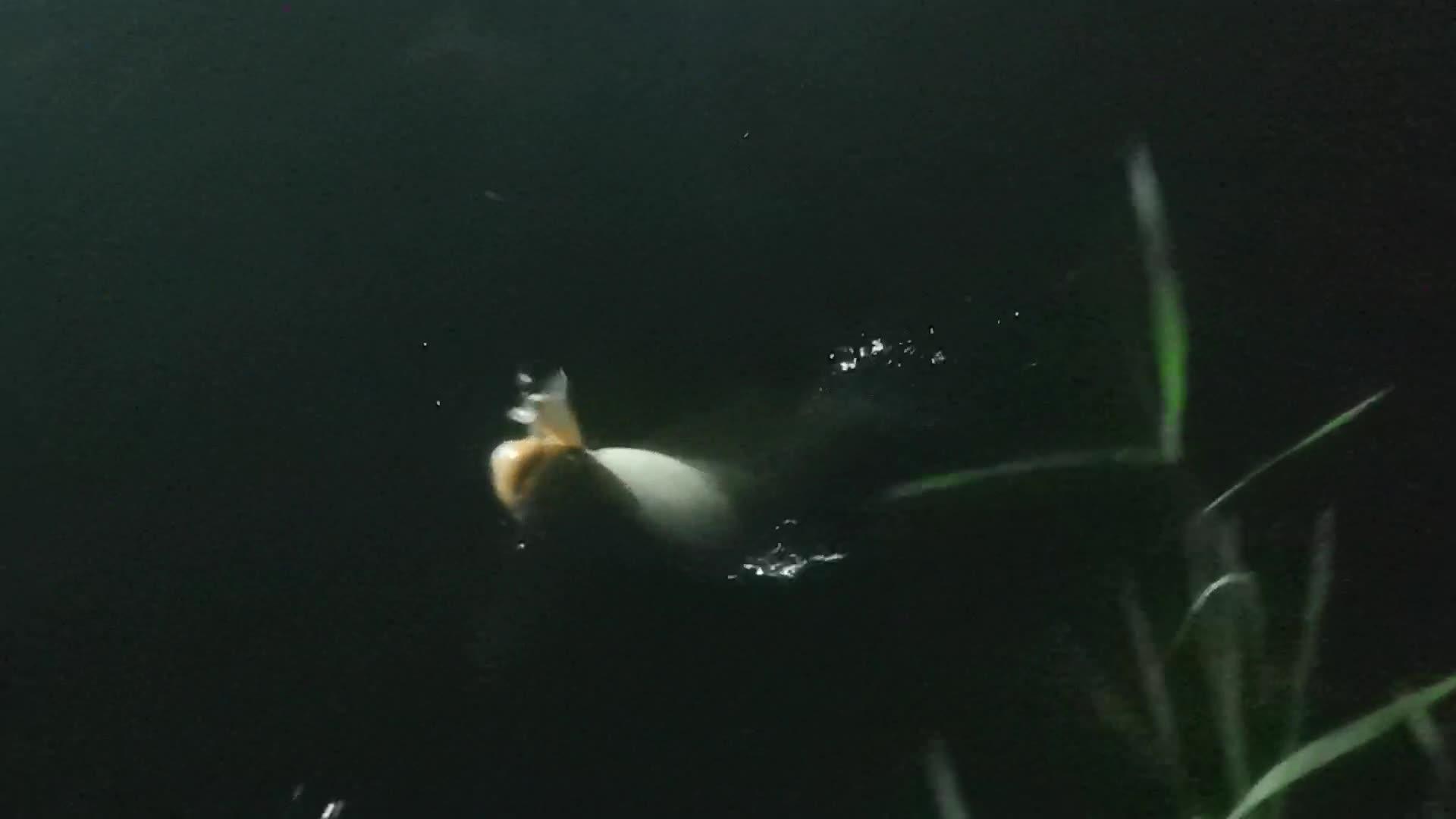 白鲳怎么路亚(路亚白鲳鱼用什么饵好钓) 白鲳怎么路亚(路亚白鲳鱼用什么饵好钓)