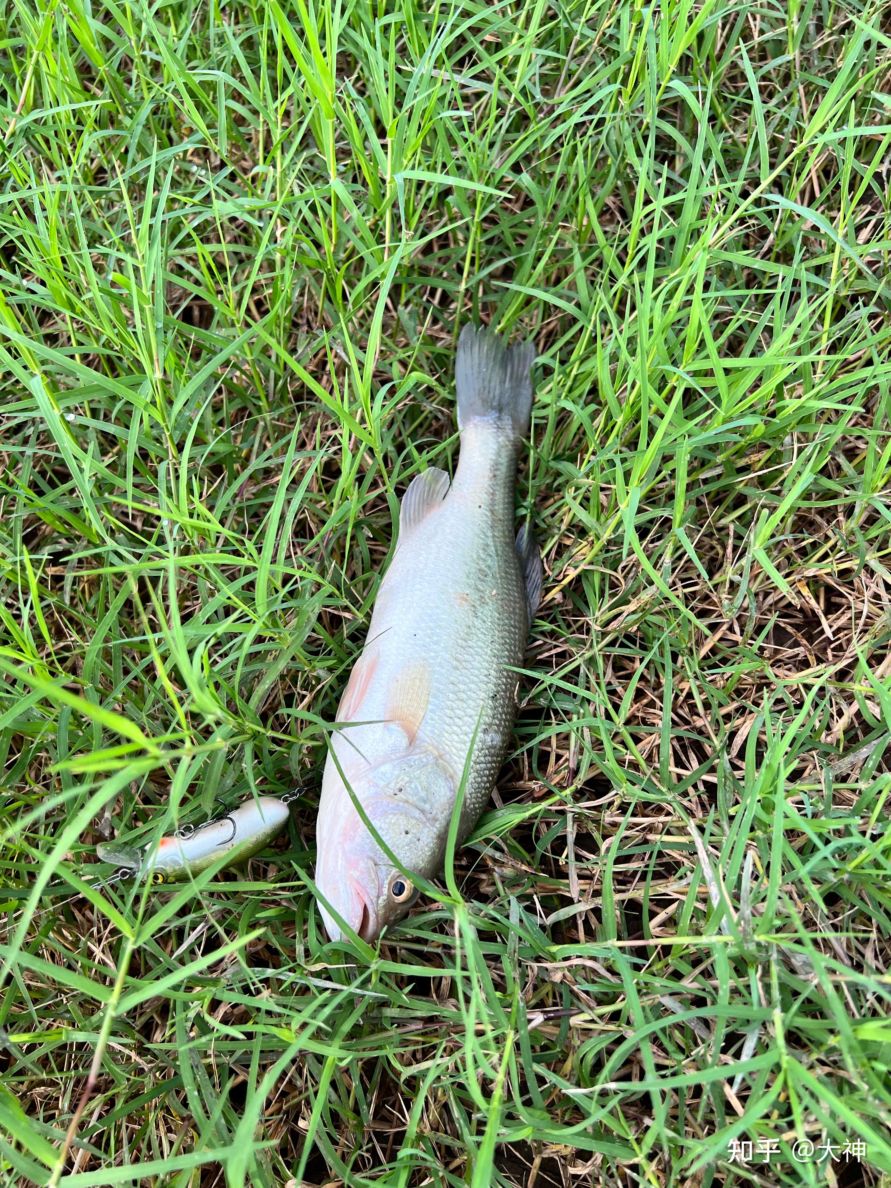 泸定路亚(泸定大渡河视频) 泸定路亚(泸定大渡河视频)