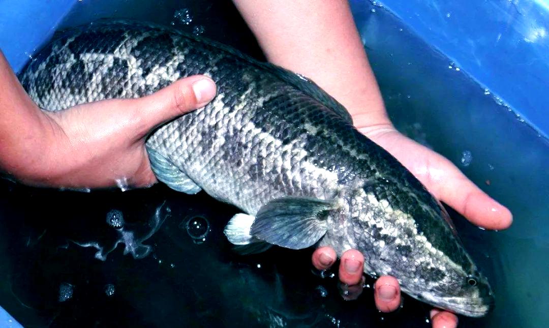 黑鱼怎么选择饵料(挑选黑鱼) 黑鱼怎么选择饵料(挑选黑鱼)