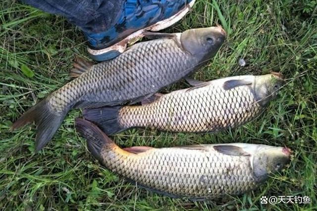 浑水钓鲤鱼饵料(浑水钓鲤鱼饵料怎么配) 浑水钓鲤鱼饵料(浑水钓鲤鱼饵料怎么配)