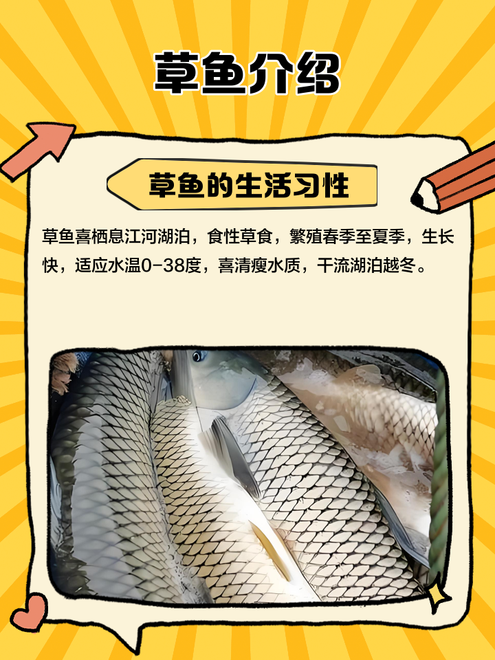 喂草养鱼塘钓草鱼技巧(鱼塘养殖草鱼吃什么饵料) 喂草养鱼塘钓草鱼技巧(鱼塘养殖草鱼吃什么饵料)