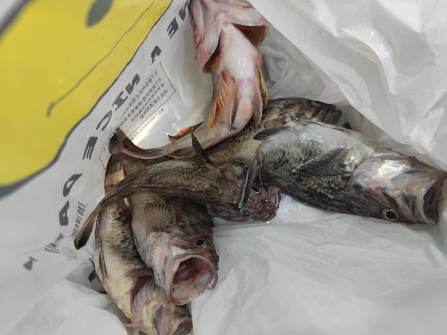 青岛近海钓鱼(青岛海钓好去处) 青岛近海钓鱼(青岛海钓好去处)