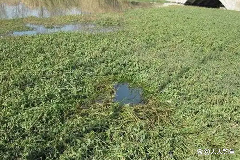 初春草洞钓大鲫技巧(初春草洞钓大鲫技巧视频) 初春草洞钓大鲫技巧(初春草洞钓大鲫技巧视频)