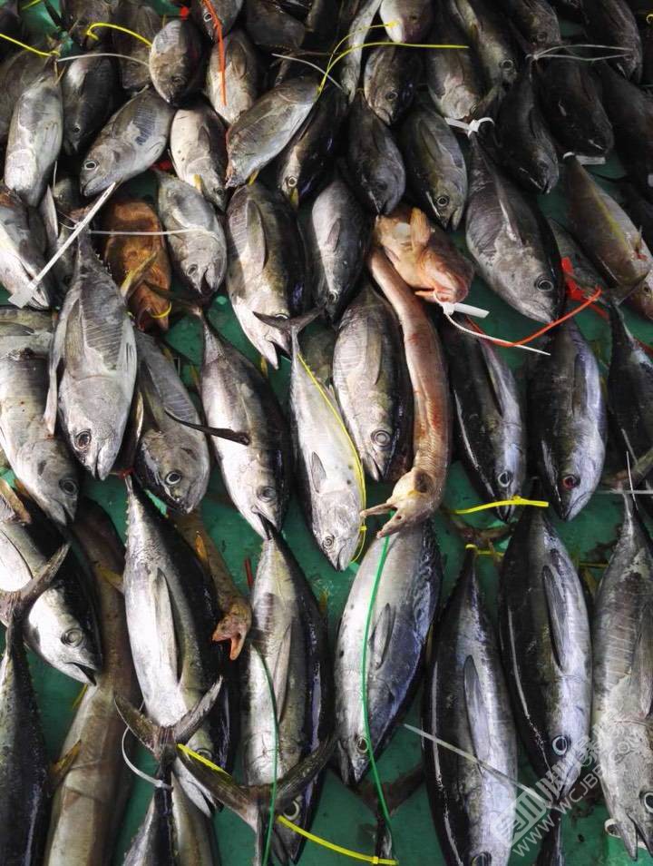 吴川塘尾海钓(吴川塘尾渔港) 吴川塘尾海钓(吴川塘尾渔港)