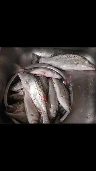 潍坊北海钓鱼比赛(潍坊北海十三号坝让钓鱼吗) 潍坊北海钓鱼比赛(潍坊北海十三号坝让钓鱼吗)