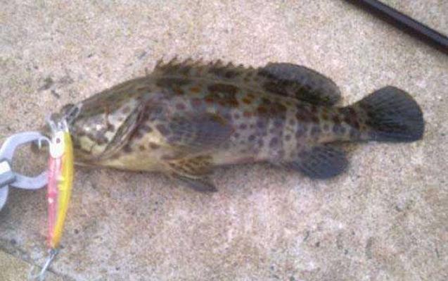 沉底海钓何时提竿(海钓沉底钓鱼技巧) 沉底海钓何时提竿(海钓沉底钓鱼技巧)