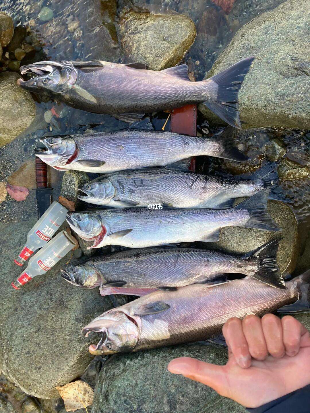 三文鱼皮海钓(三文鱼皮为什么不能吃) 三文鱼皮海钓(三文鱼皮为什么不能吃)