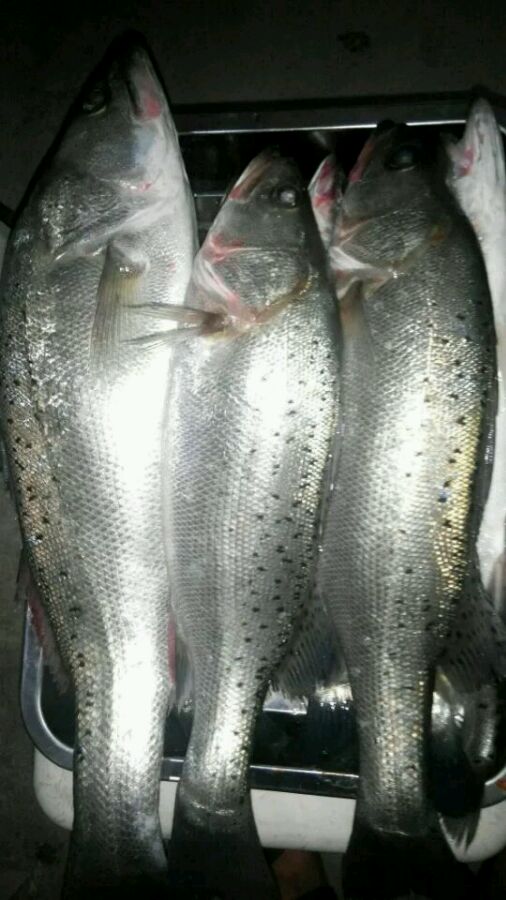 潮阳棉城海钓(潮阳棉城哪里有巷子) 潮阳棉城海钓(潮阳棉城哪里有巷子)