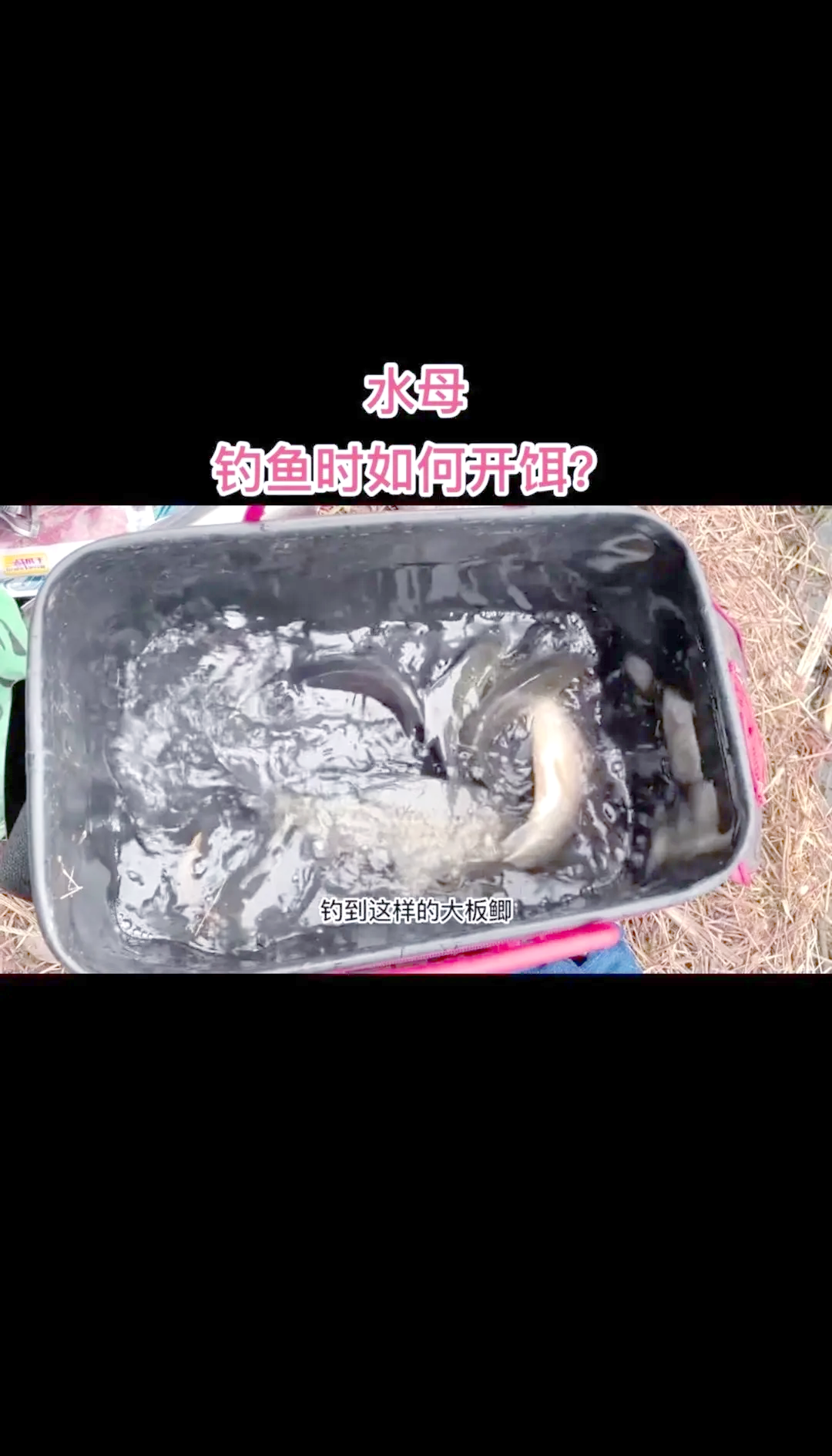 初秋钓鲫鱼用什么饵料(初秋野钓鲫鱼饵料搭配) 初秋钓鲫鱼用什么饵料(初秋野钓鲫鱼饵料搭配)