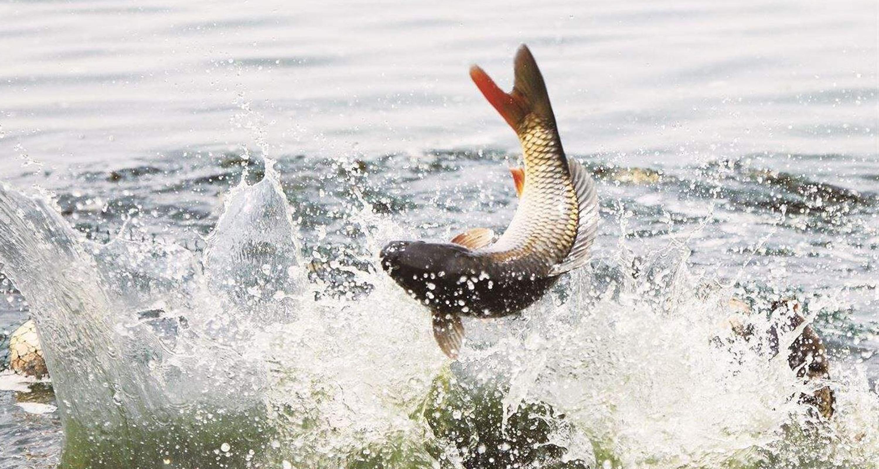 春季黑坑鲤鱼技巧(春季黑坑鲤鱼技巧视频) 春季黑坑鲤鱼技巧(春季黑坑鲤鱼技巧视频)