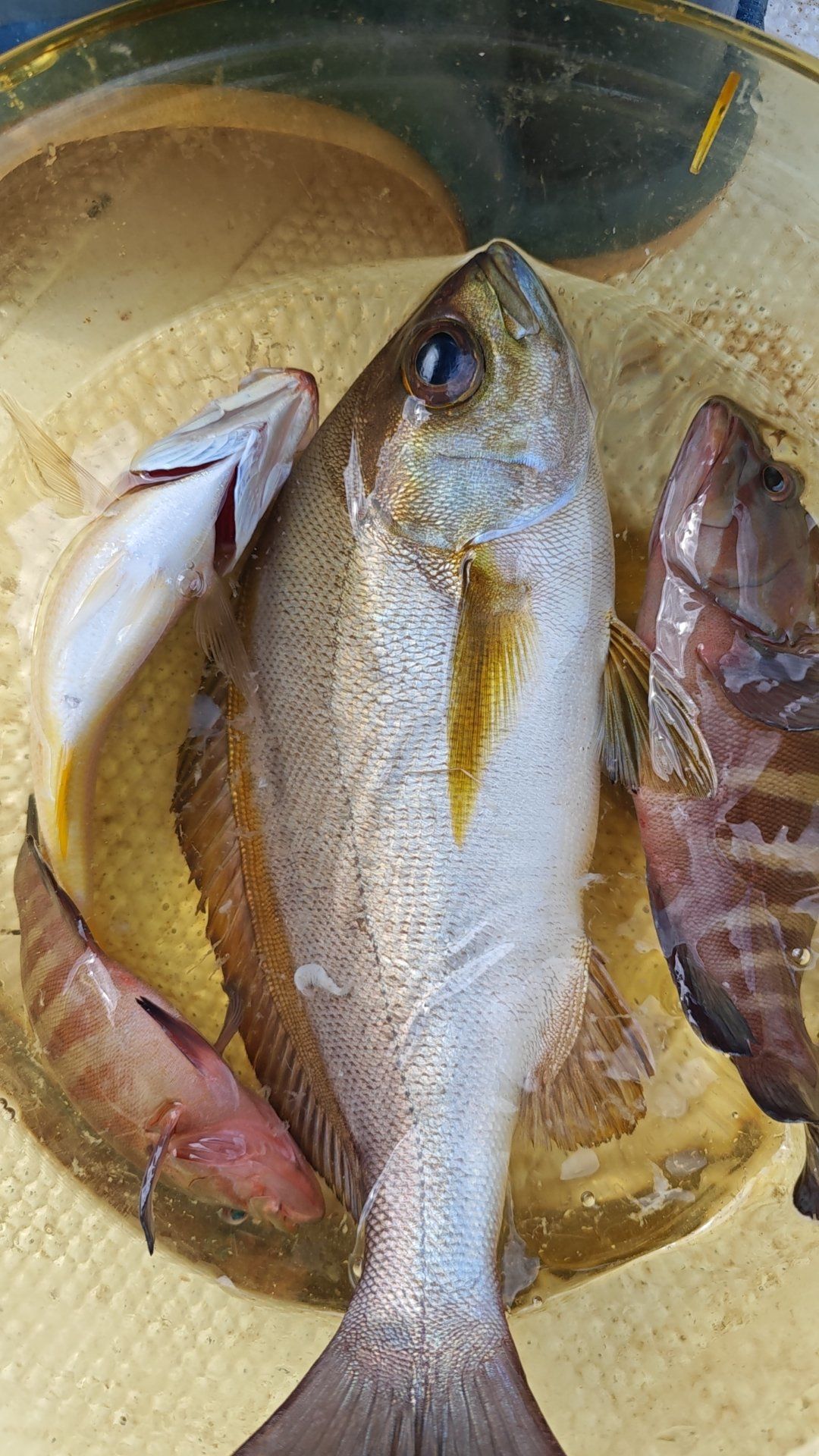 mw海钓俱乐部(上海海钓俱乐部) mw海钓俱乐部(上海海钓俱乐部)