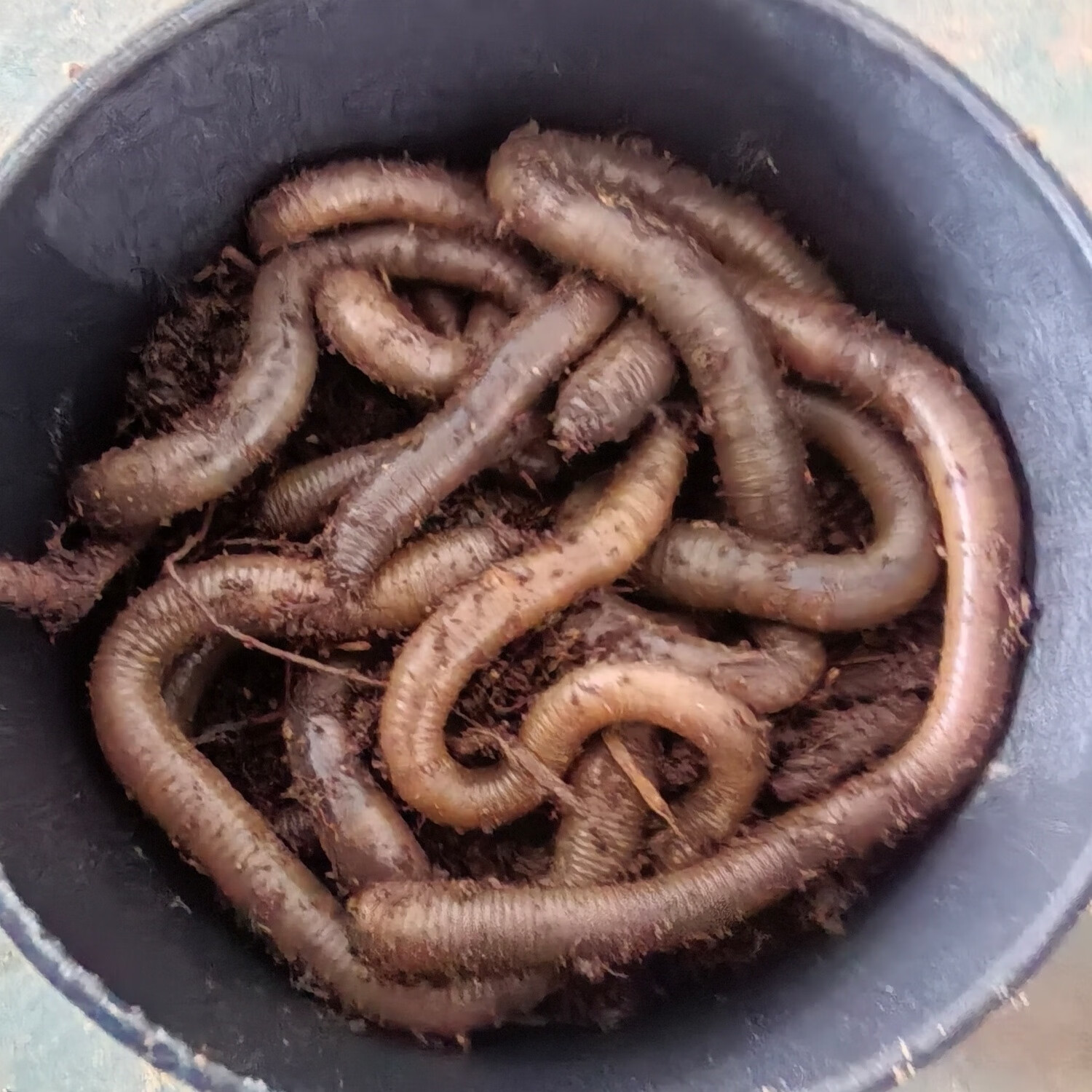 鳗鱼吃什么饵料(鳗鱼爱吃什么饵料) 鳗鱼吃什么饵料(鳗鱼爱吃什么饵料)