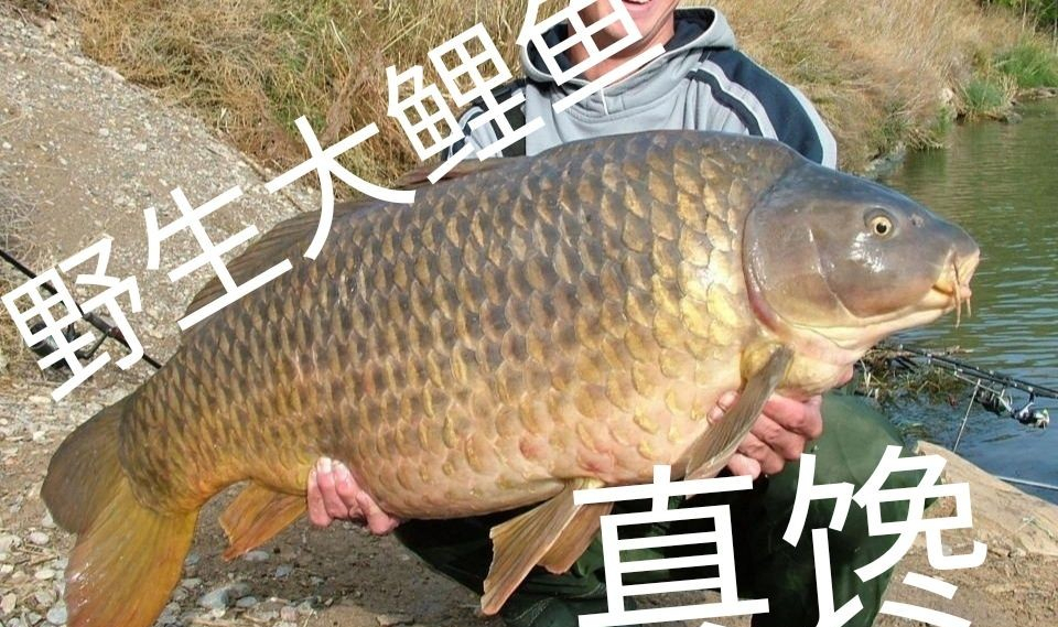 春秋季钓鲤鱼技巧(秋季鲤鱼钓法)