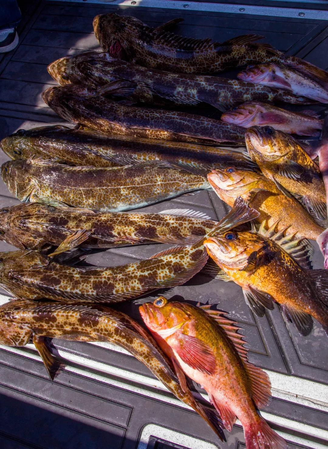 温哥华海钓规则(海钓新手入门组装全套教程) 温哥华海钓规则(海钓新手入门组装全套教程)