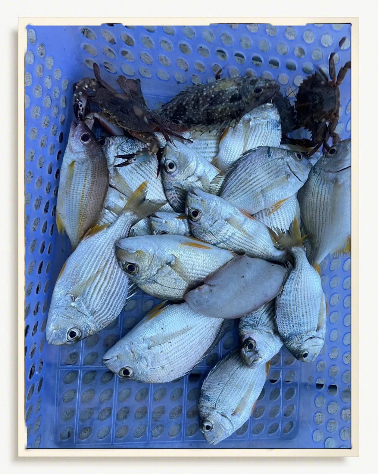 珠海钓鲨鱼(珠海钓鱼海钓地点)