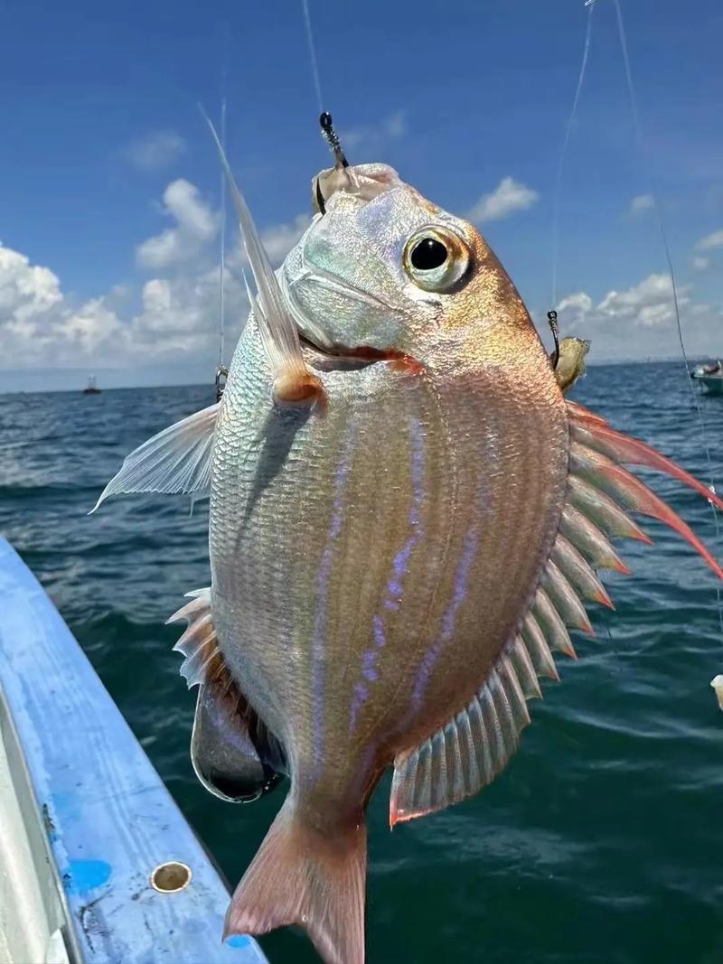 海钓新手能钓多少(海钓新手能钓多少斤的鱼) 海钓新手能钓多少(海钓新手能钓多少斤的鱼)