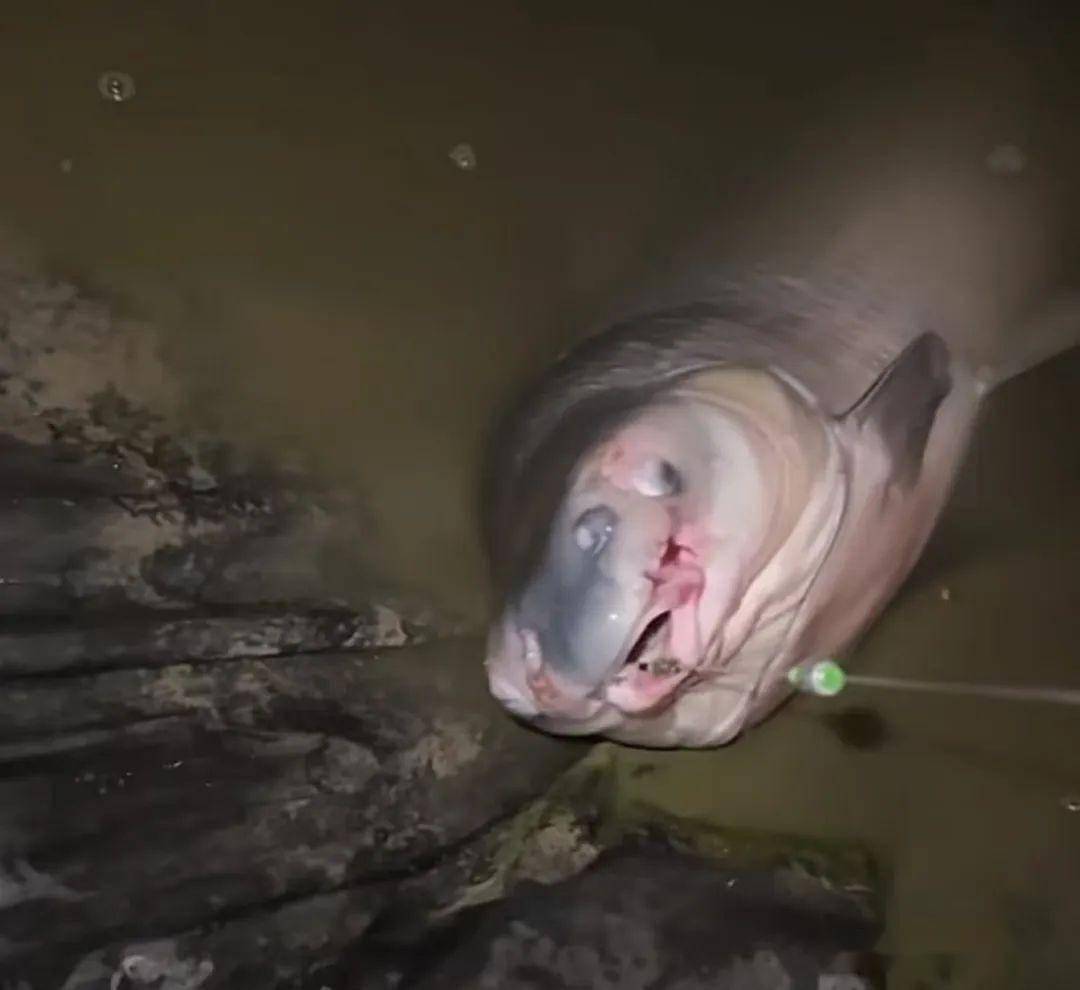 海钓怪鱼视频大全(海钓针鱼视频教程) 海钓怪鱼视频大全(海钓针鱼视频教程)