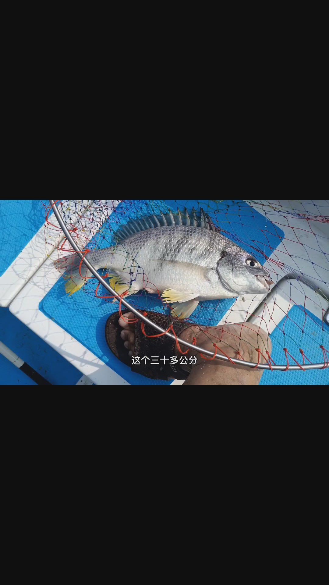 莆田海钓黄鲷视频(海钓黄鲷鱼) 莆田海钓黄鲷视频(海钓黄鲷鱼)