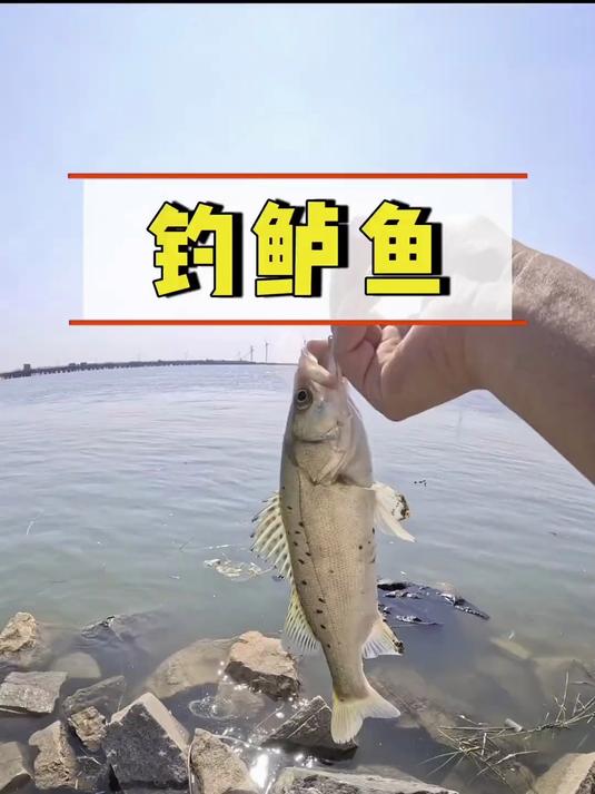 鲈鱼海钓技巧(鲈鱼海钓技巧和方法) 鲈鱼海钓技巧(鲈鱼海钓技巧和方法)