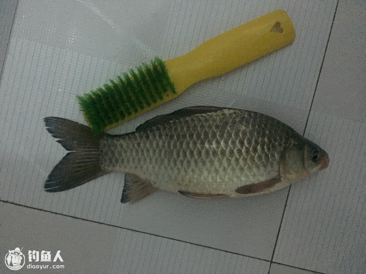 三白潭钓鱼技巧(钓溪石斑鱼技巧绝招视频) 三白潭钓鱼技巧(钓溪石斑鱼技巧绝招视频)