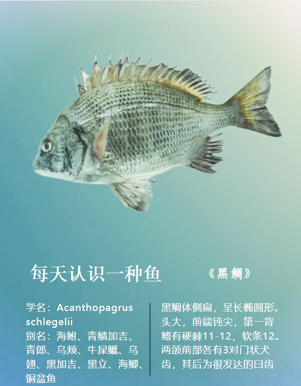 北方钓黑鲷技巧(南方钓黑鲷几月份最好) 北方钓黑鲷技巧(南方钓黑鲷几月份最好)