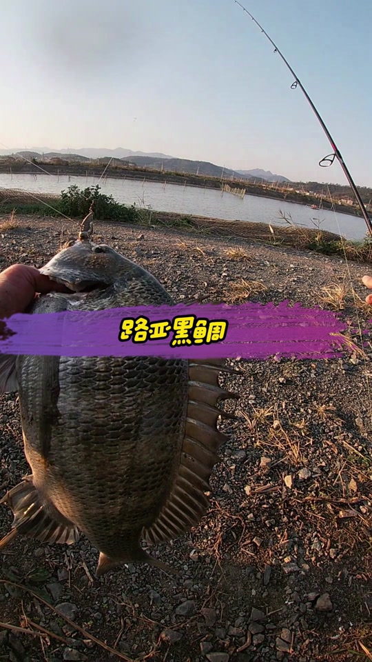 北方钓黑鲷技巧(南方钓黑鲷几月份最好) 北方钓黑鲷技巧(南方钓黑鲷几月份最好)