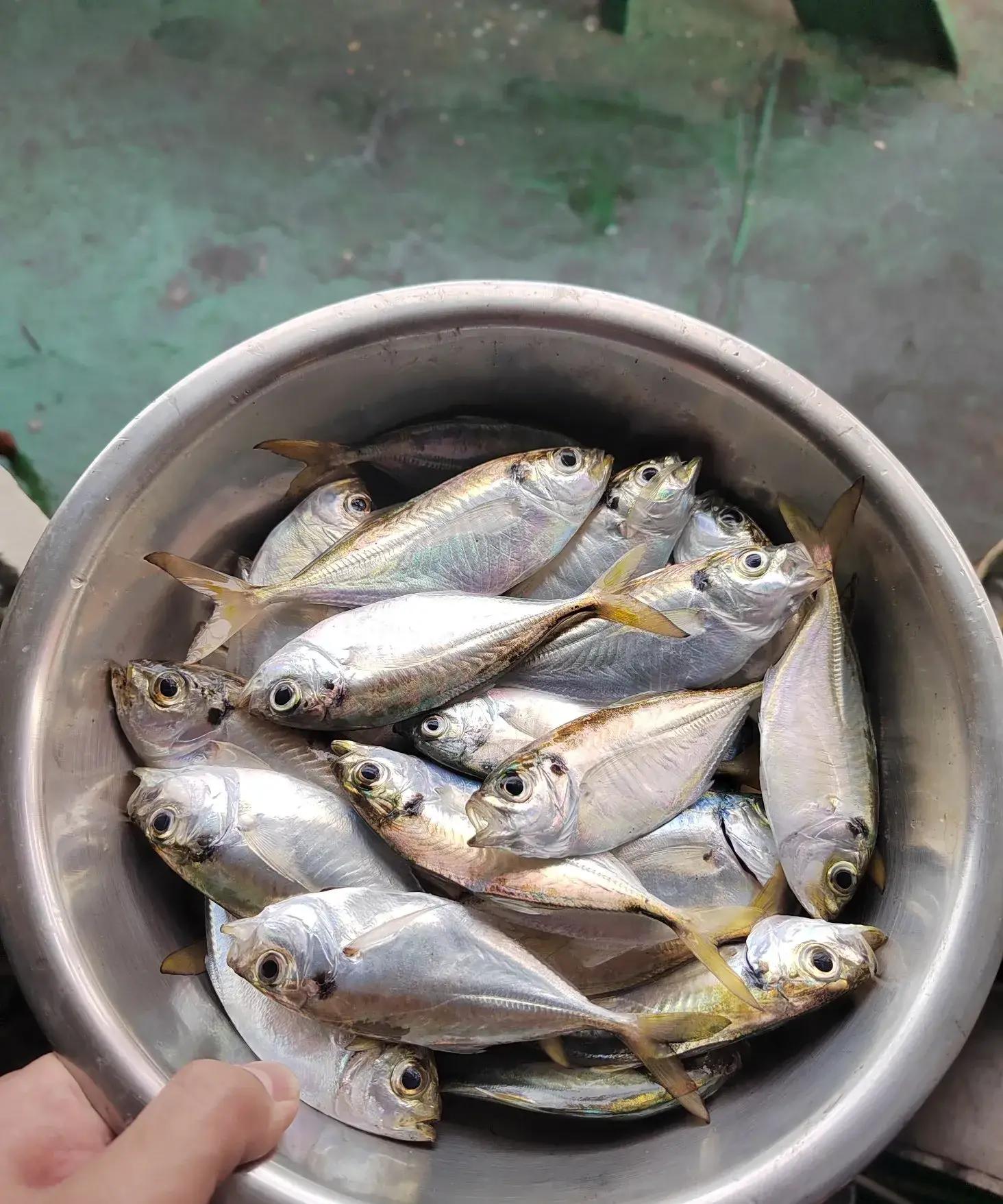 海钓串鱼(海钓串钩钓组图解) 海钓串鱼(海钓串钩钓组图解)