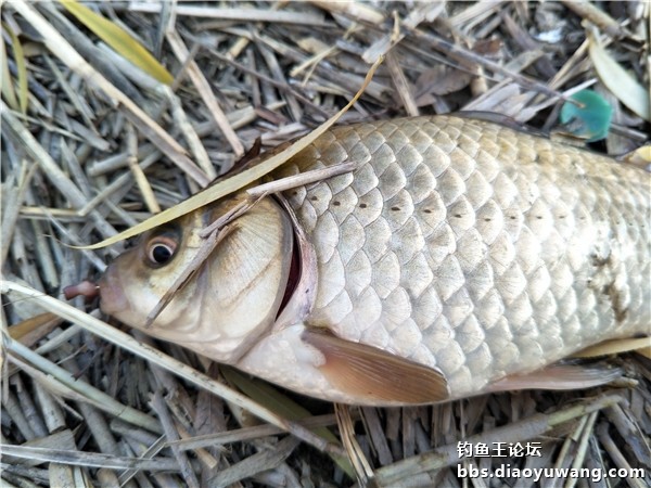 黄陂渔具城(黄陂必玩十大景点) 黄陂渔具城(黄陂必玩十大景点)