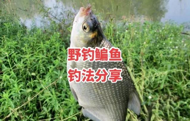 野水库钓鱼技巧(野钓水库钓位图) 野水库钓鱼技巧(野钓水库钓位图)