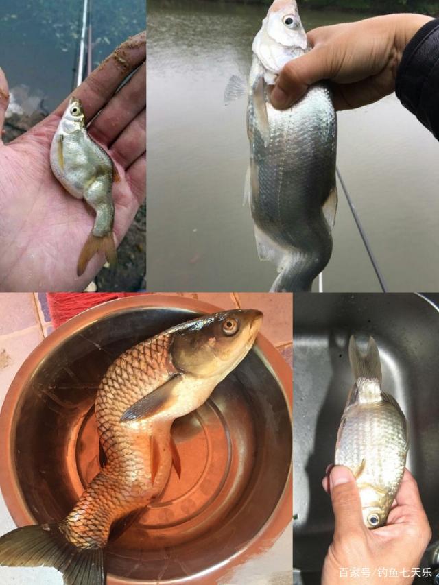 凌海钓鱼被电击(凌海钓鱼被电击事件视频) 凌海钓鱼被电击(凌海钓鱼被电击事件视频)