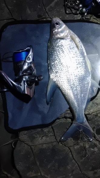 路亚亮片黑夜(路亚亮片白天用什么颜色) 路亚亮片黑夜(路亚亮片白天用什么颜色)