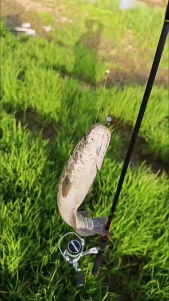 小河路亚鲶鱼(男人为啥要少吃鲶鱼) 小河路亚鲶鱼(男人为啥要少吃鲶鱼)