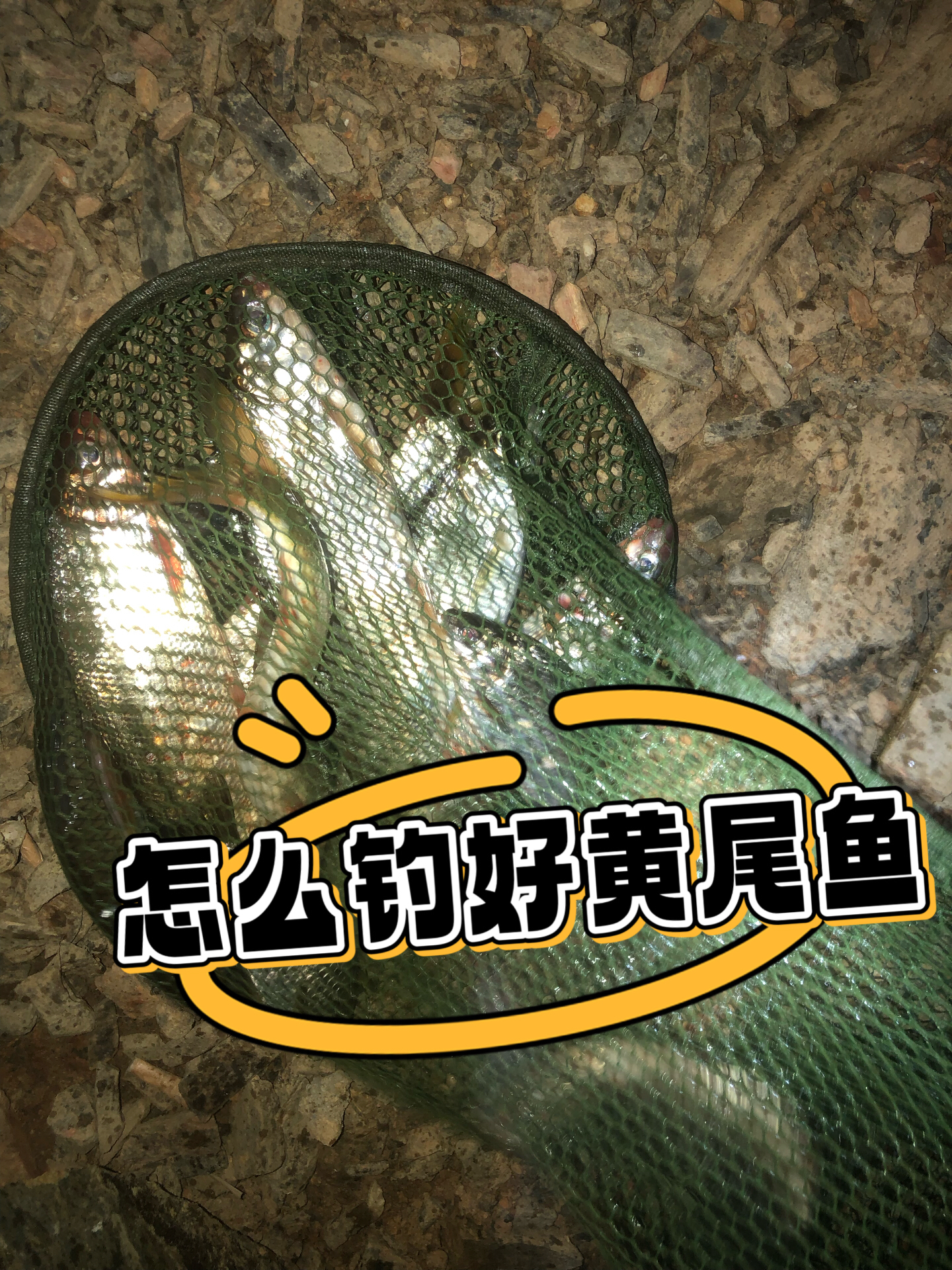 水库钓小黄尾鲴技巧(水库野钓黄尾技巧) 水库钓小黄尾鲴技巧(水库野钓黄尾技巧)