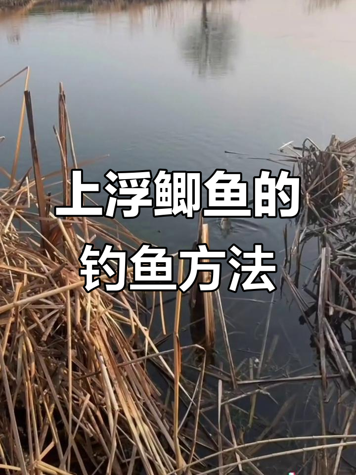 春天钓鲫鱼的技巧(春天钓鲫鱼的技巧视频) 春天钓鲫鱼的技巧(春天钓鲫鱼的技巧视频)