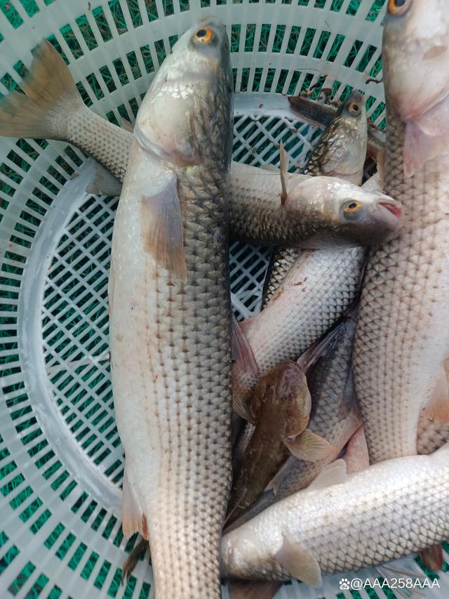 莱州哪个海钓鱼最好(莱州哪里适合海钓) 莱州哪个海钓鱼最好(莱州哪里适合海钓)