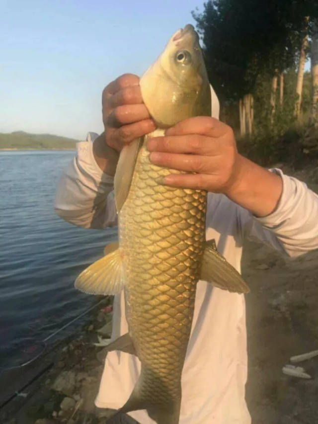 莱州哪个海钓鱼最好(莱州哪里适合海钓) 莱州哪个海钓鱼最好(莱州哪里适合海钓)