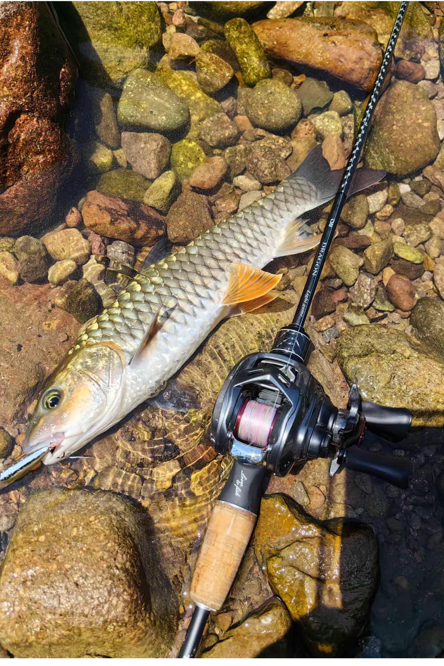 山溪路亚(溪谷路亚) 山溪路亚(溪谷路亚)