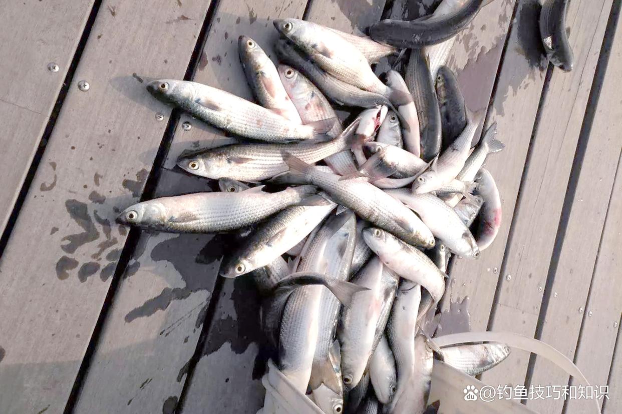 海钓梭鱼打窝如何(海钓梭鱼打窝饵料) 海钓梭鱼打窝如何(海钓梭鱼打窝饵料)